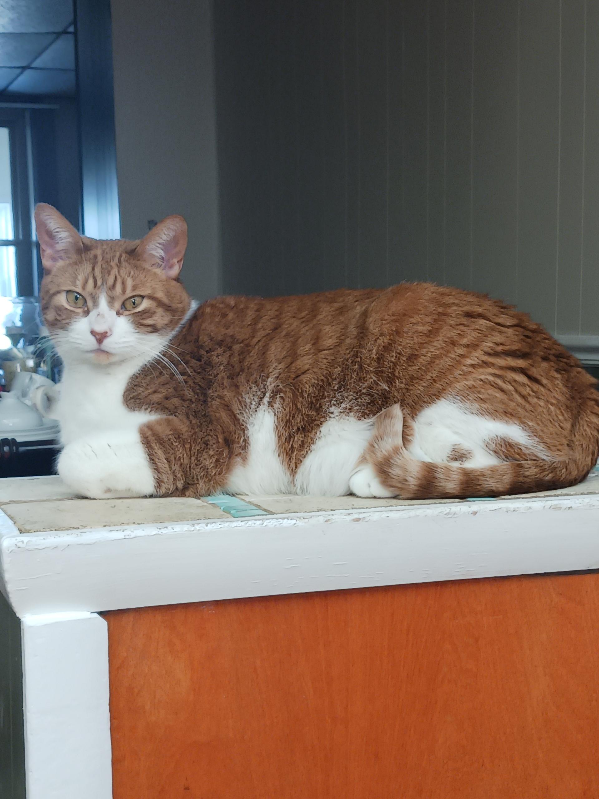 Toeny Soprano thumbnail 4