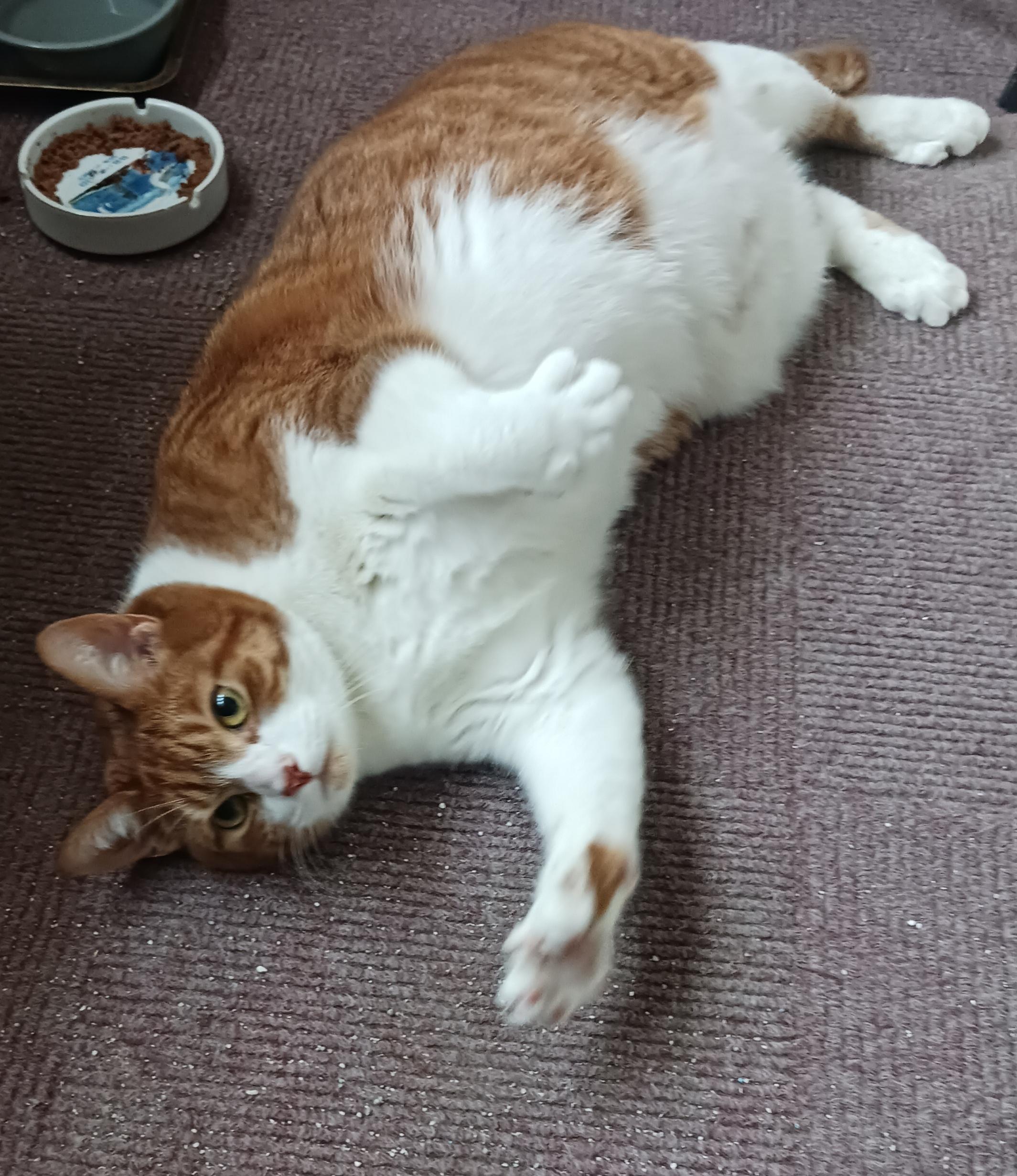 Toeny Soprano thumbnail 5