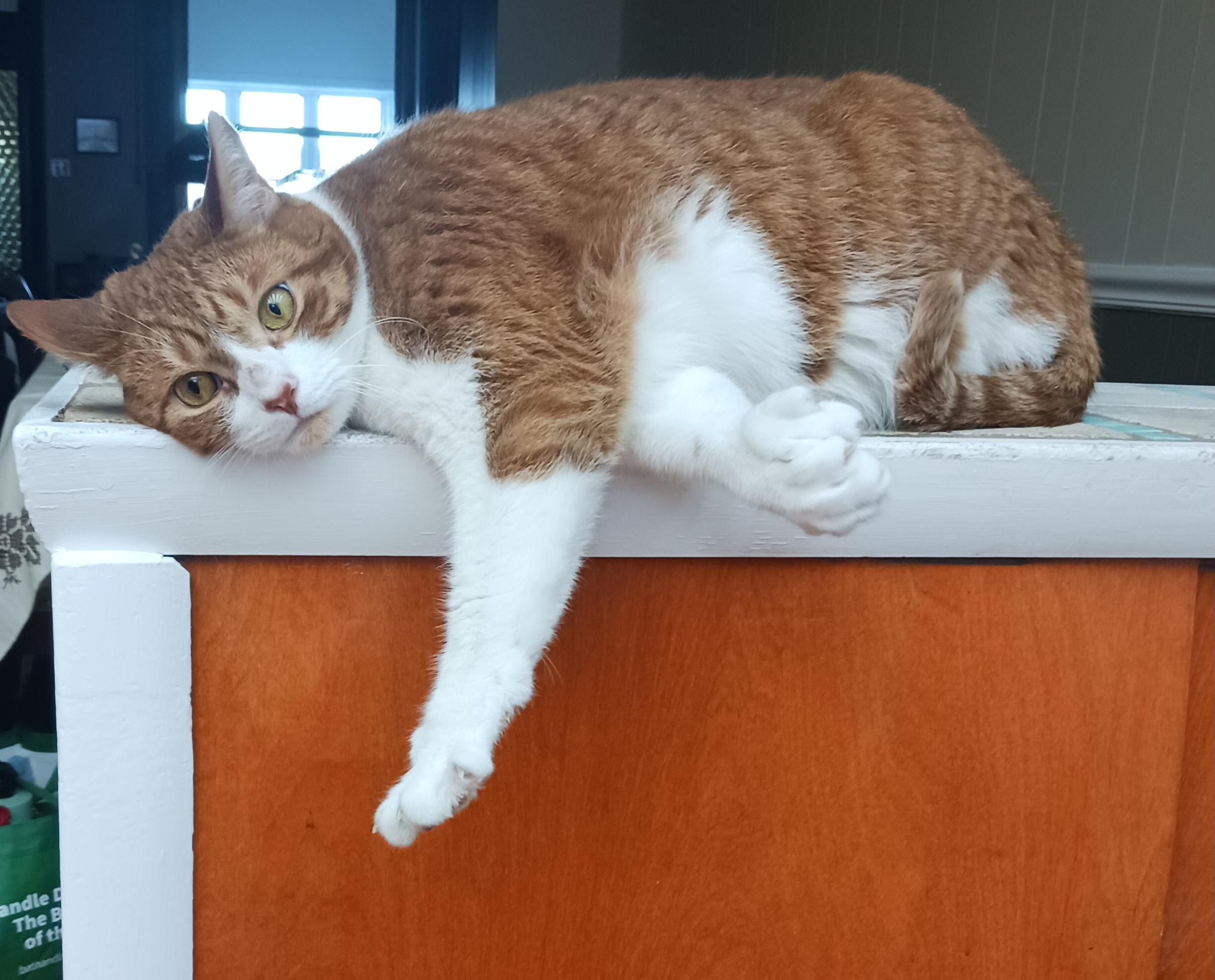 Toeny Soprano thumbnail 6