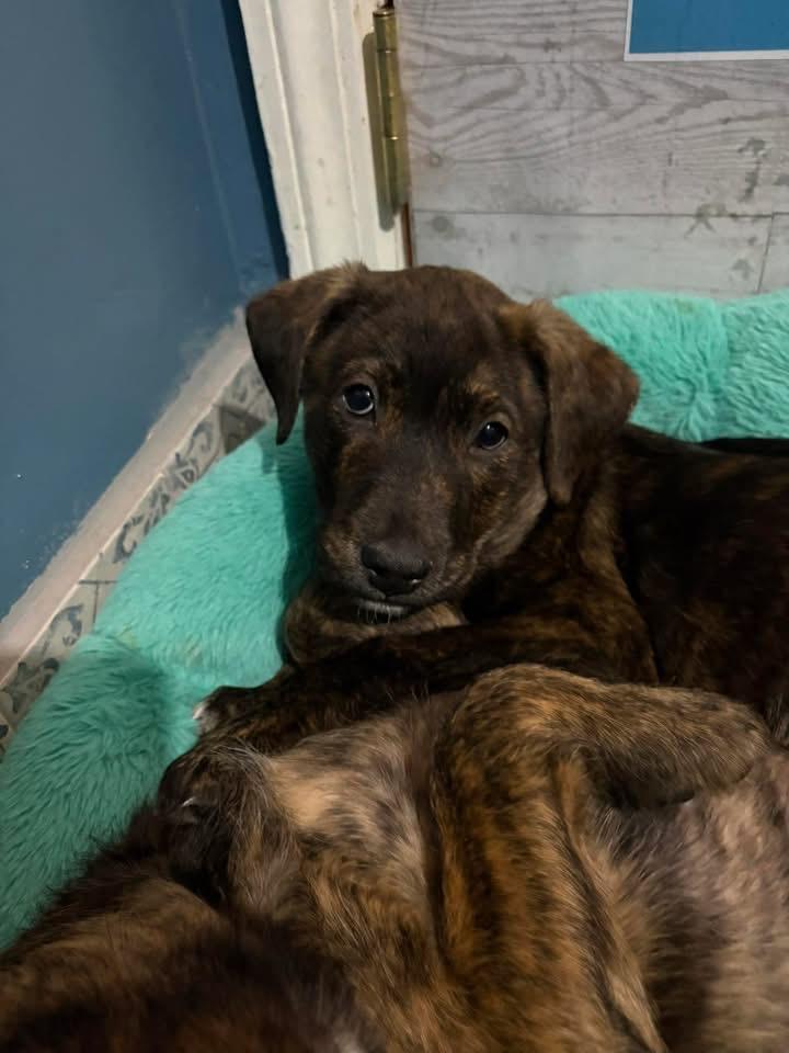 Troy Bolton thumbnail 3