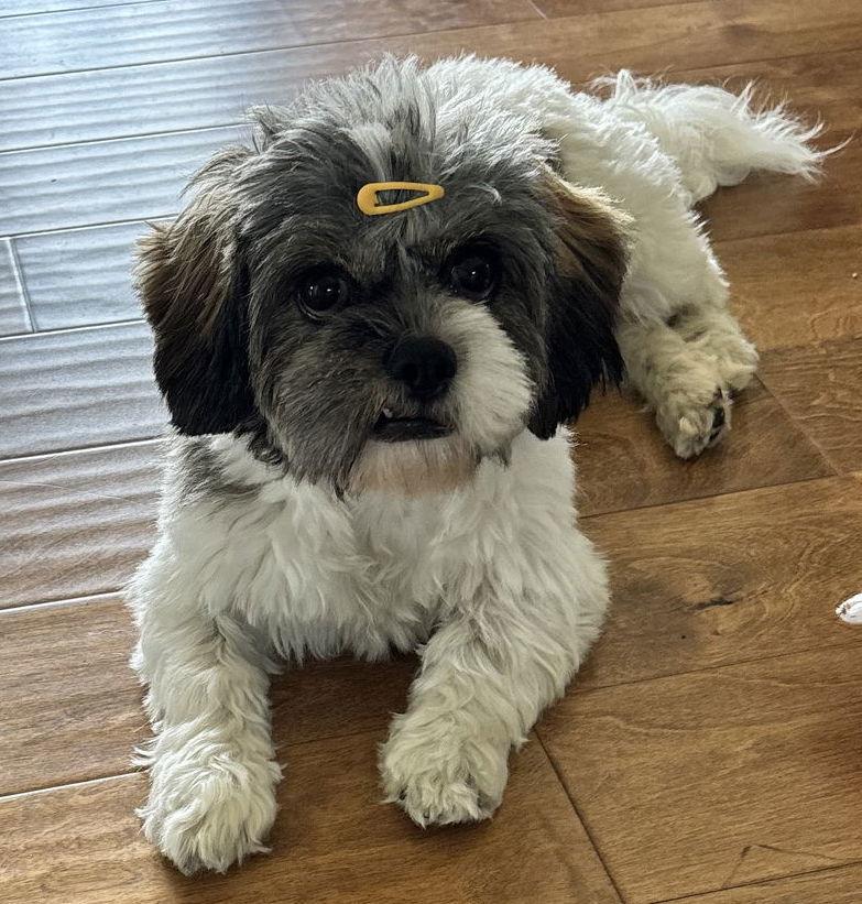 Remi Courtesy Listing thumbnail 2