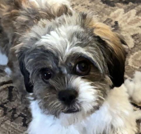 Remi Courtesy Listing thumbnail 3