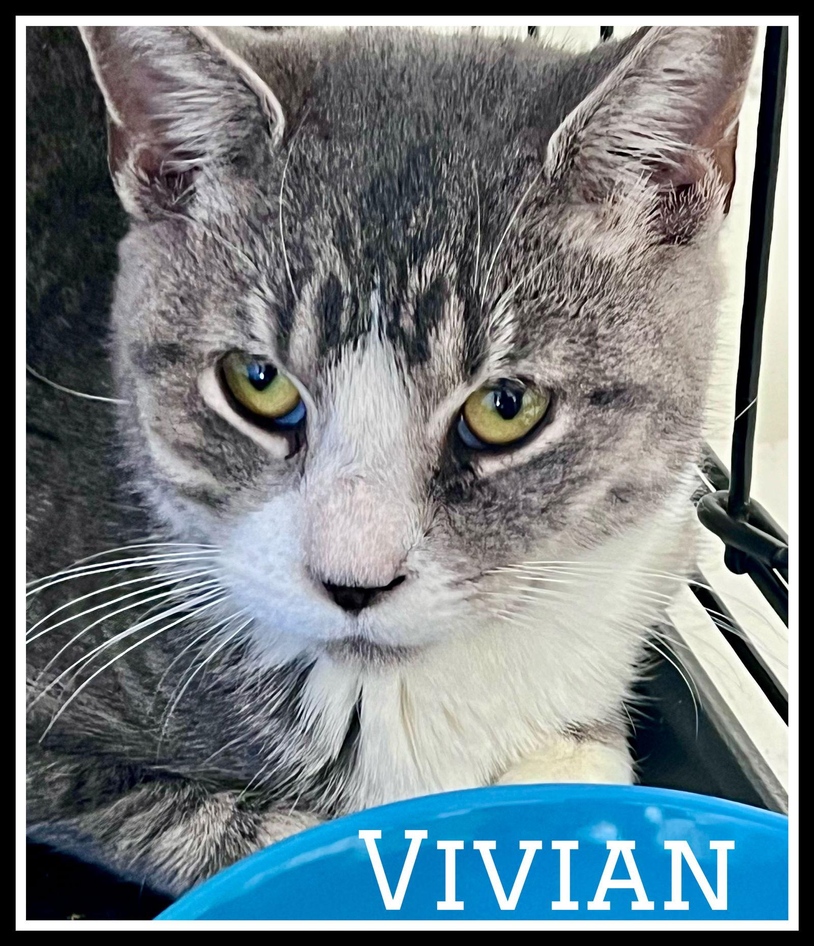 Vivian  Willow Grove thumbnail 2