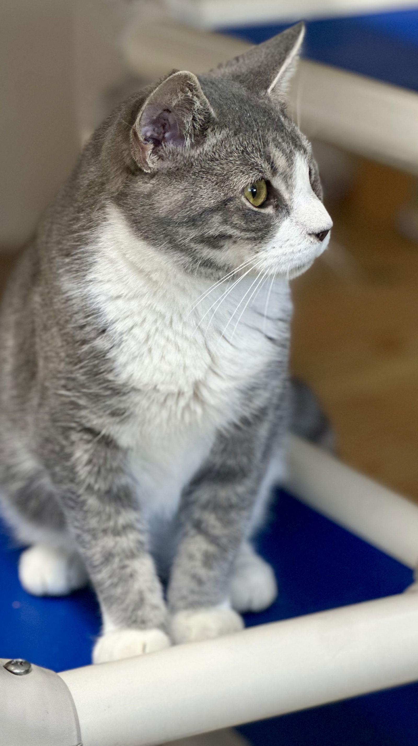 Vivian  Willow Grove thumbnail 3