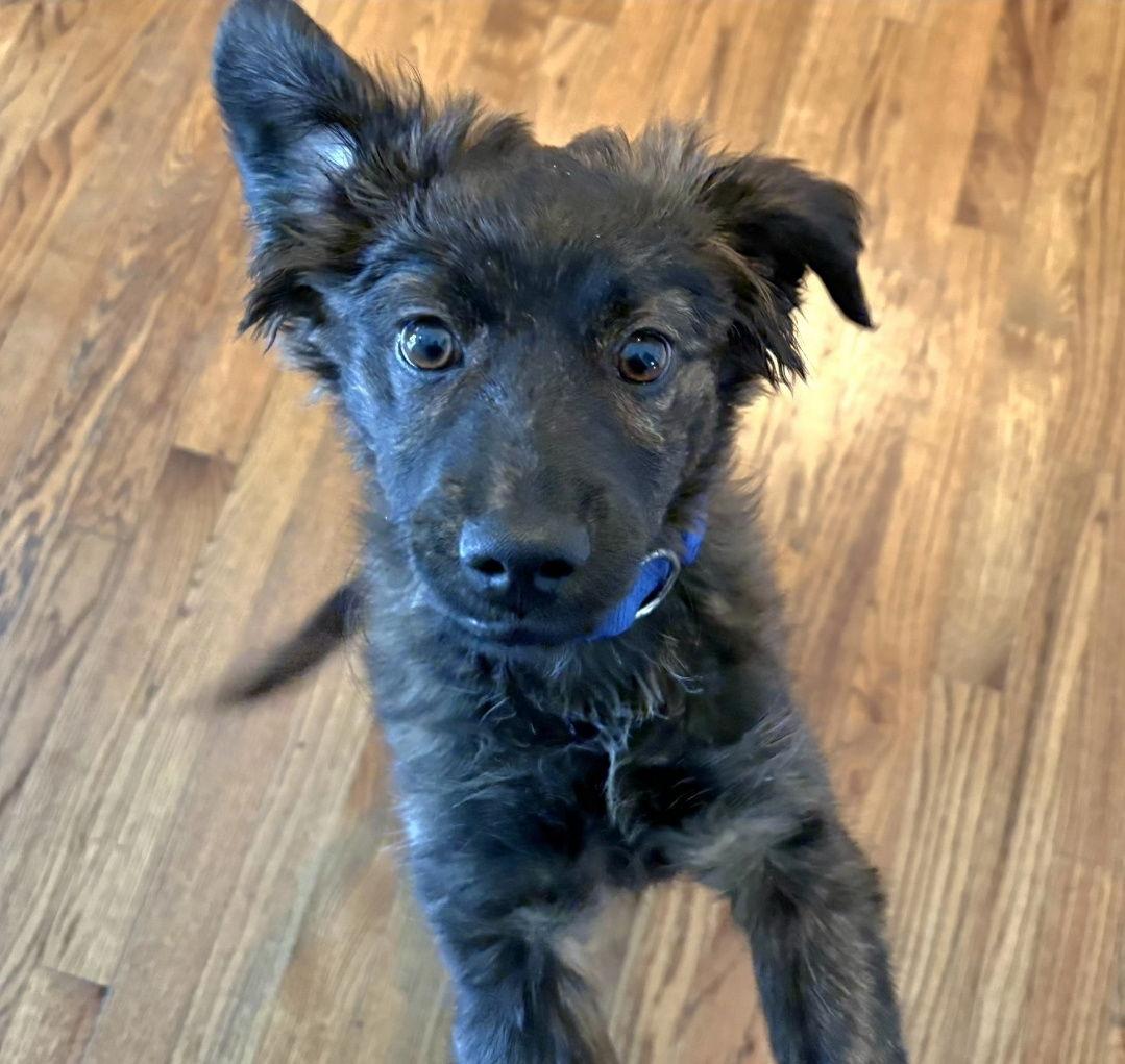 Ash Storm thumbnail 2