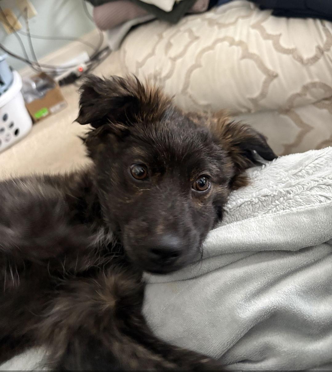 Ash Storm thumbnail 3