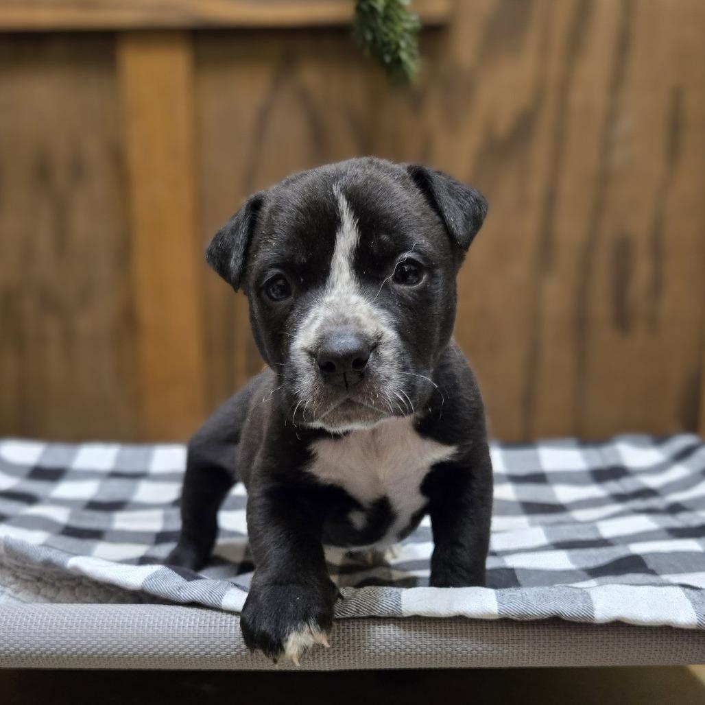 Snowshoes thumbnail 2