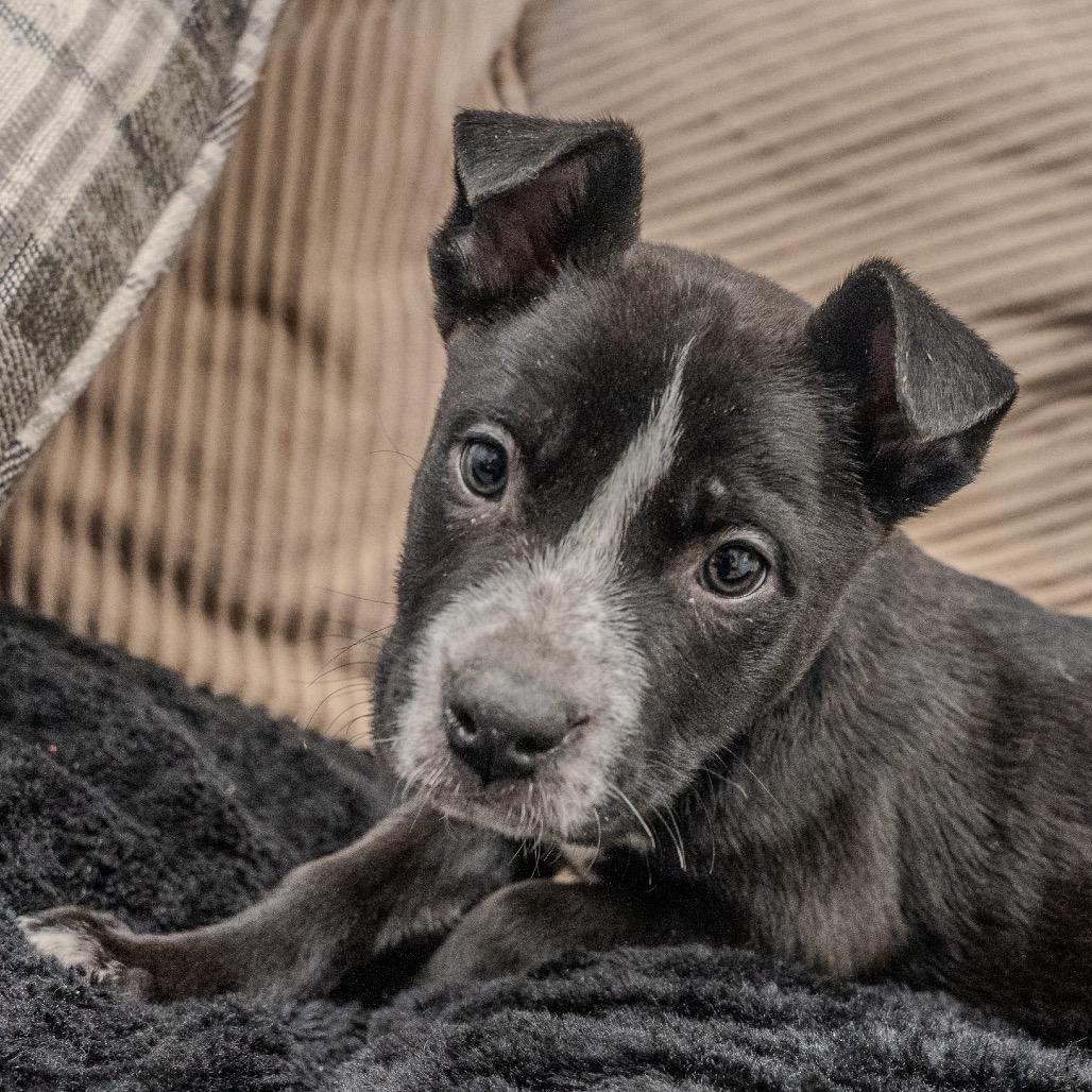 Snowshoes thumbnail 5