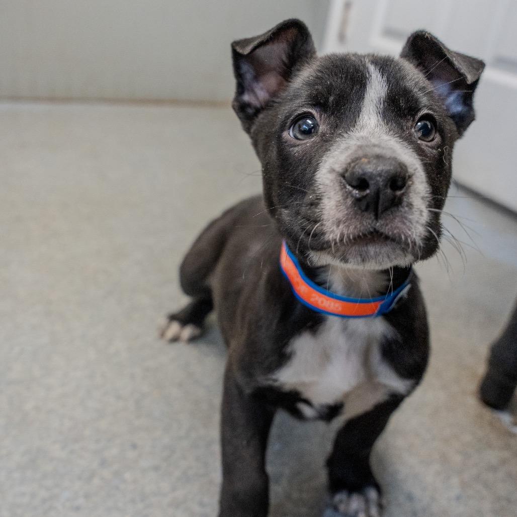 Snowshoes thumbnail 6