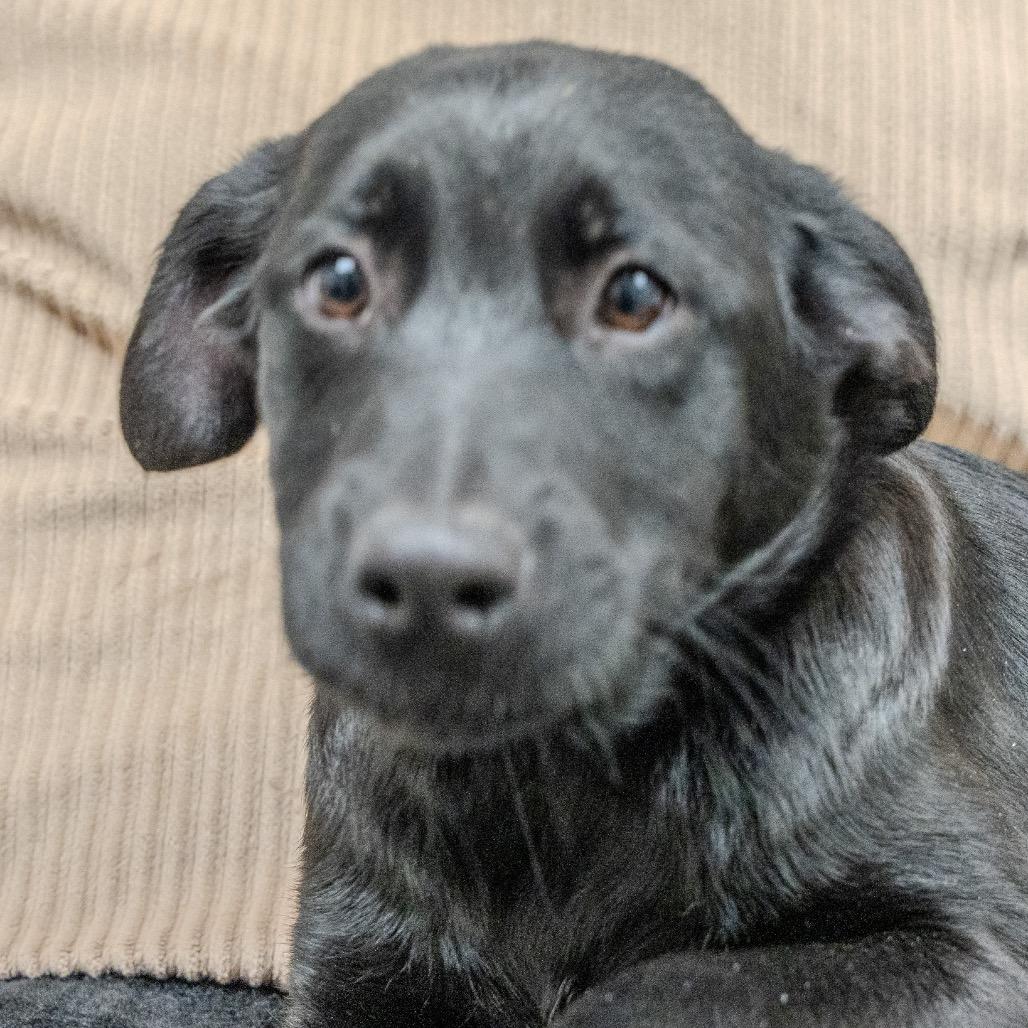 Clementine thumbnail 2