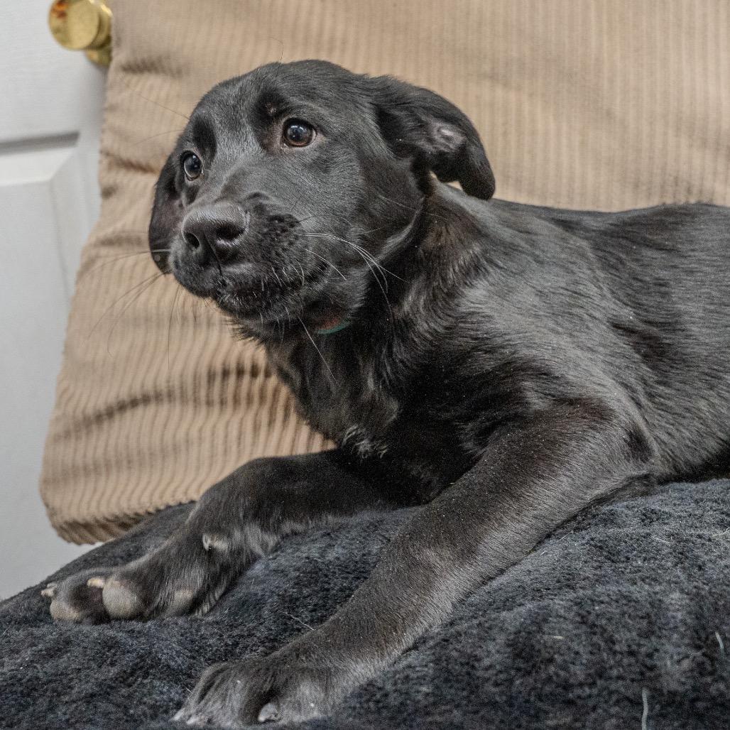 Clementine thumbnail 5