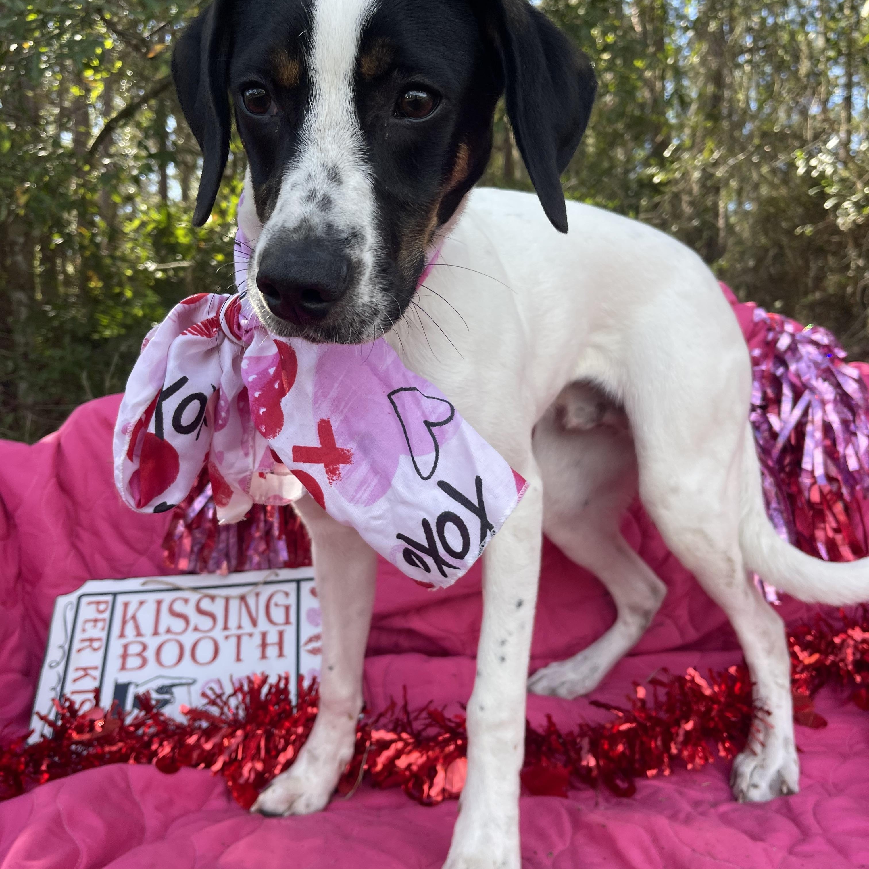 Beethoven thumbnail 4