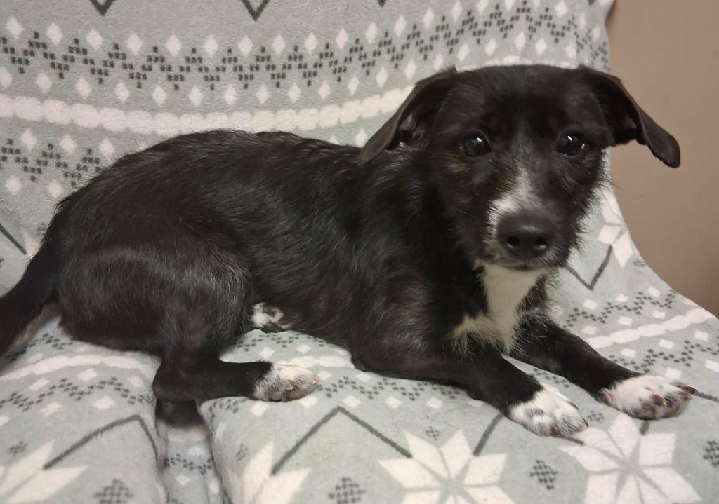 Sugarplum thumbnail 2