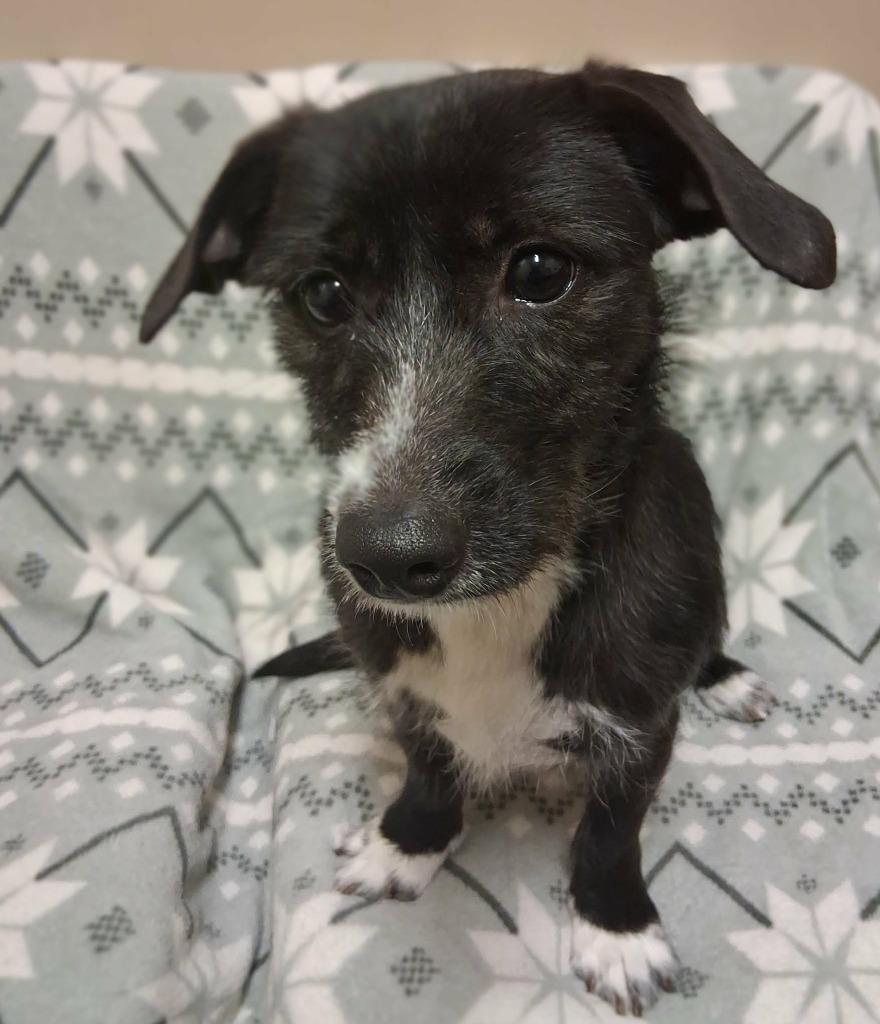 Sugarplum thumbnail 3