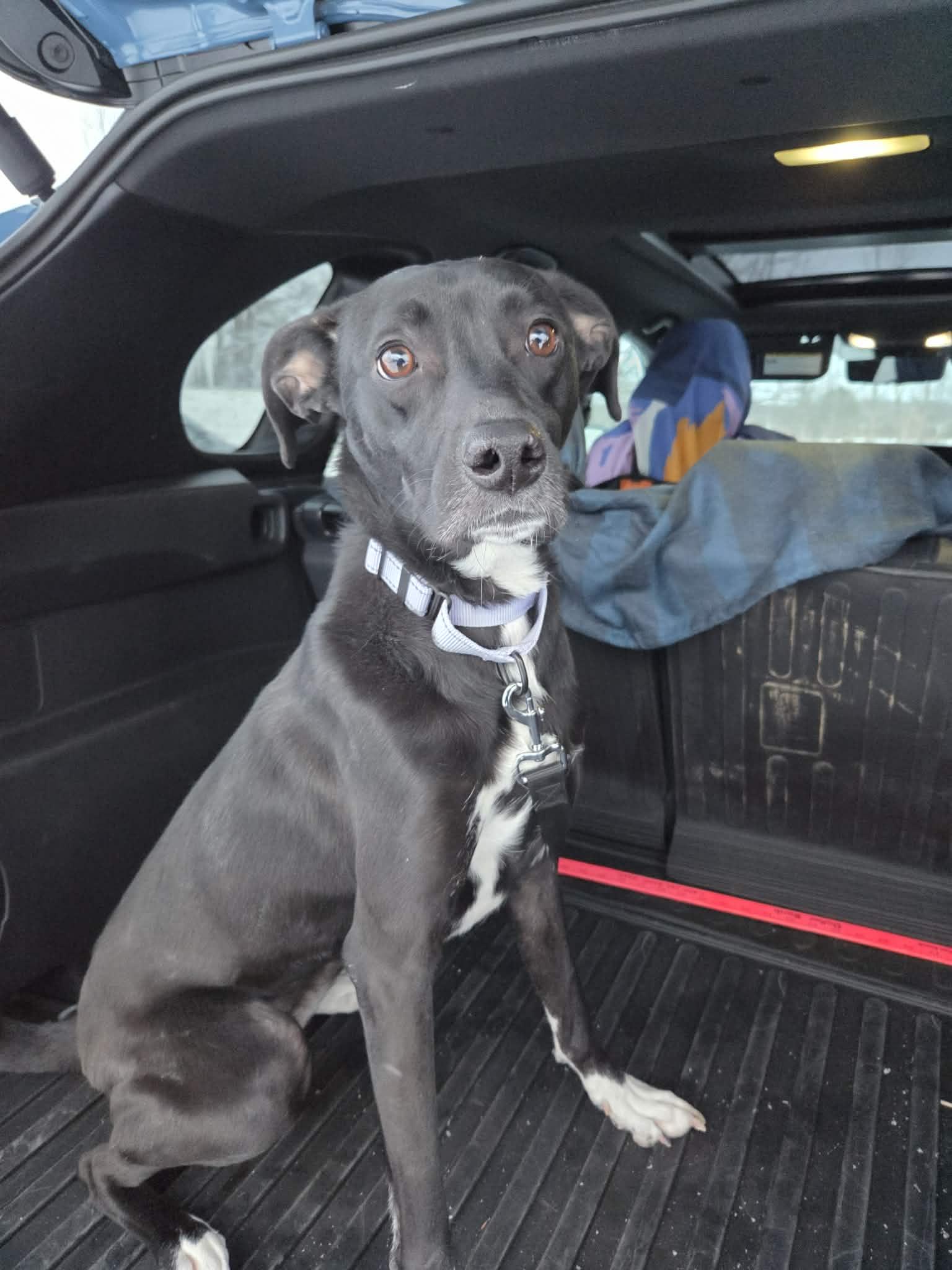 Bindinot Accepting Applications Yet!'s thumbnail 2