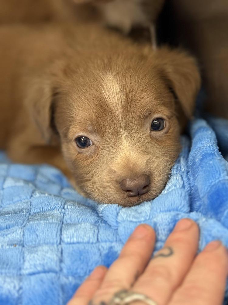 Girl Scout Cookie Crew