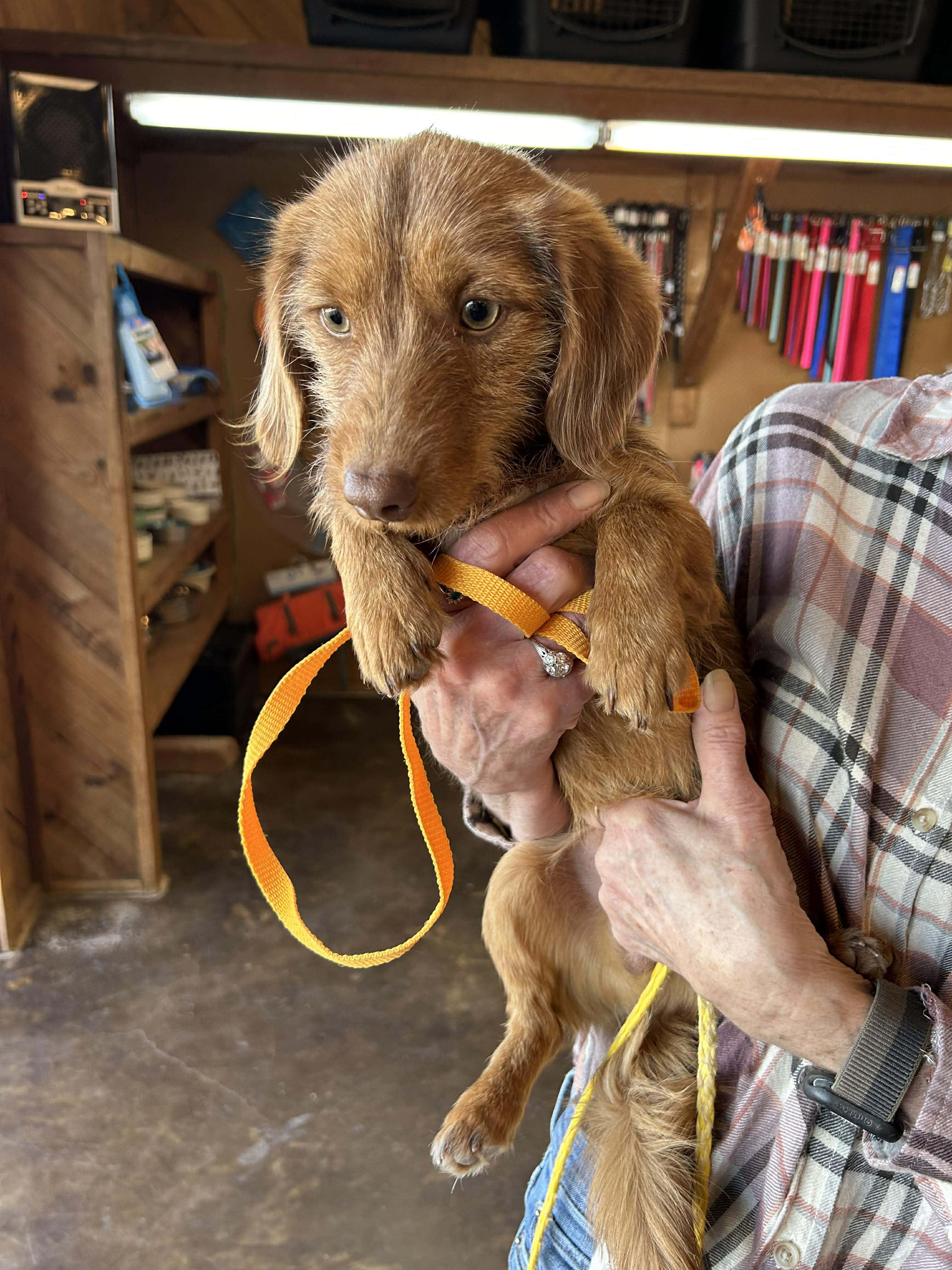 Howie   $ thumbnail 2