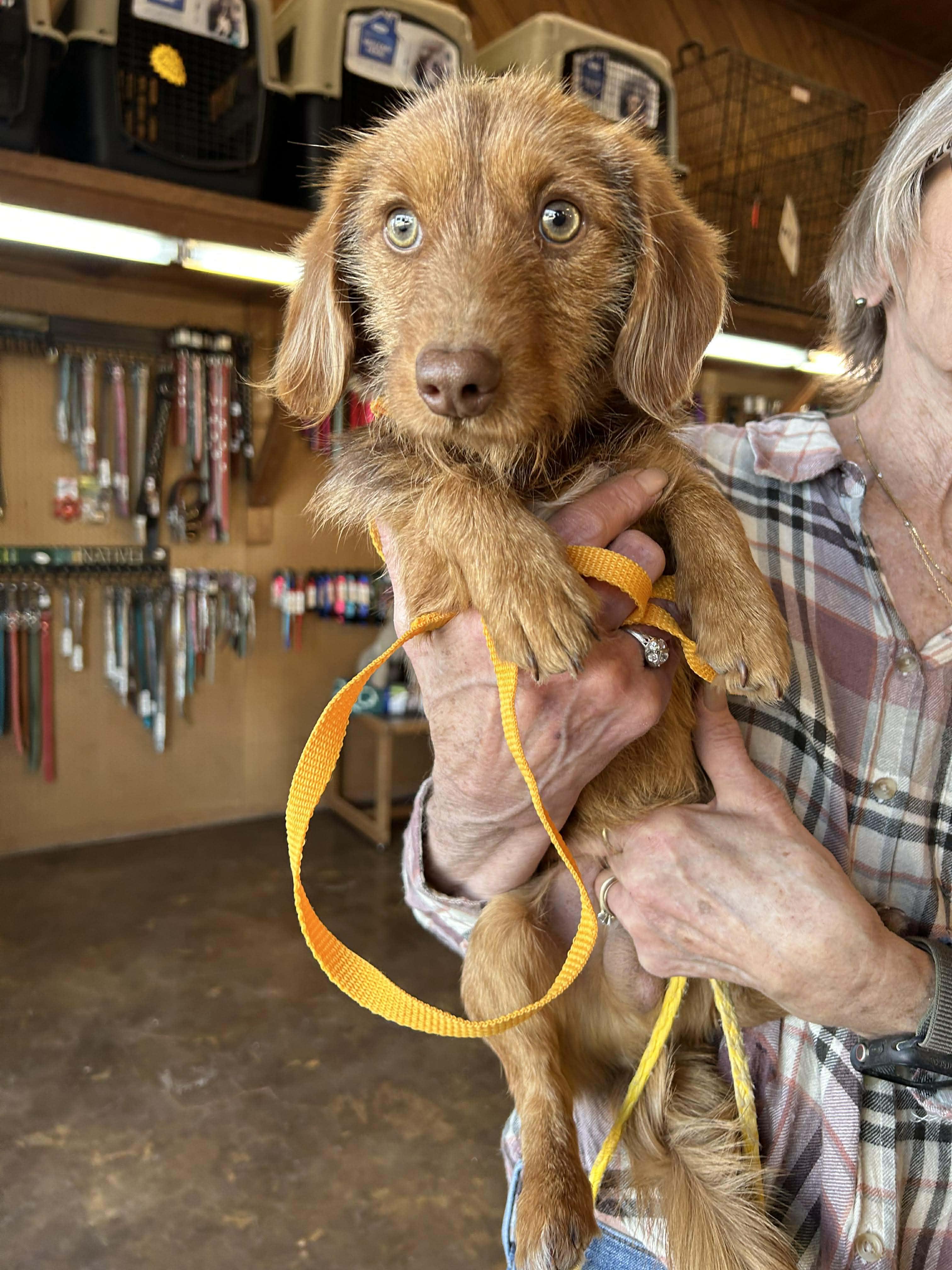 Howie   $ thumbnail 3