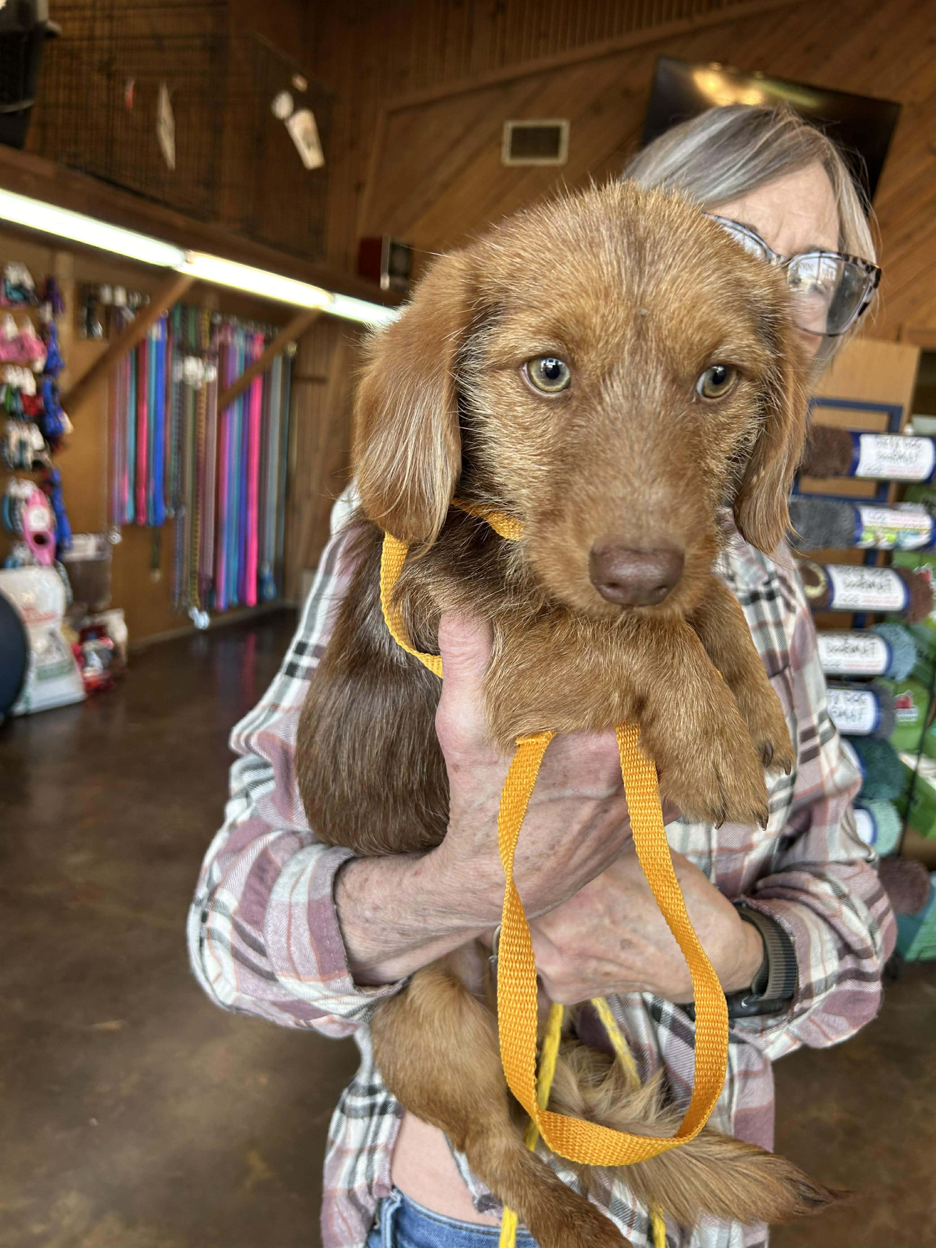 Howie   $ thumbnail 4