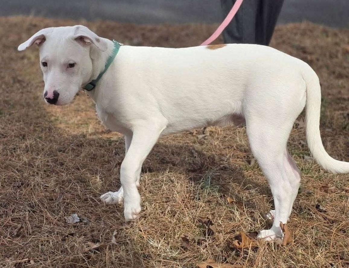 Speckles thumbnail 2