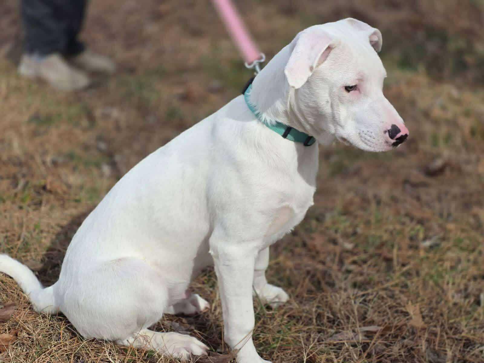 Speckles thumbnail 3