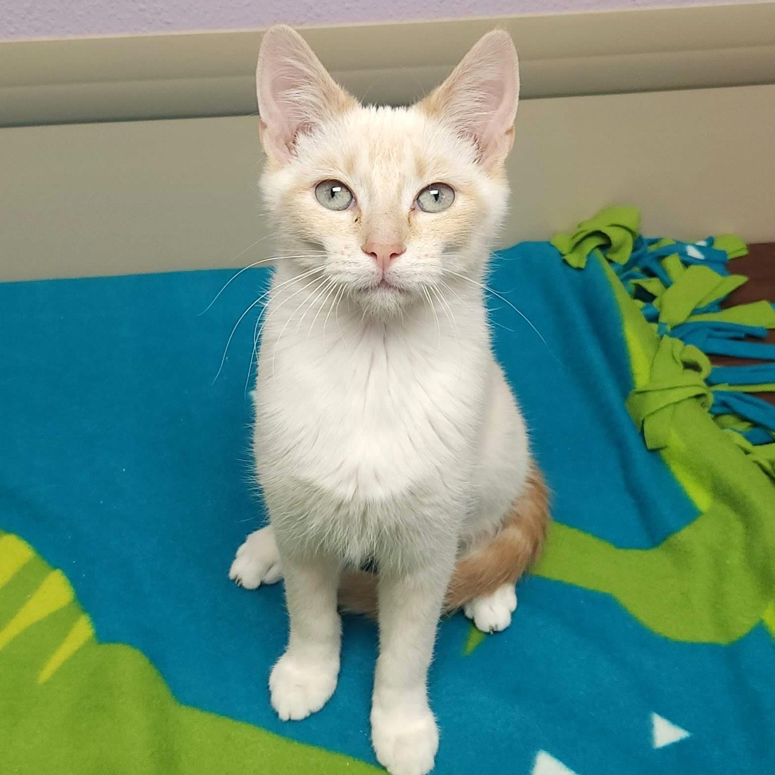 Guilder & Florin thumbnail 2