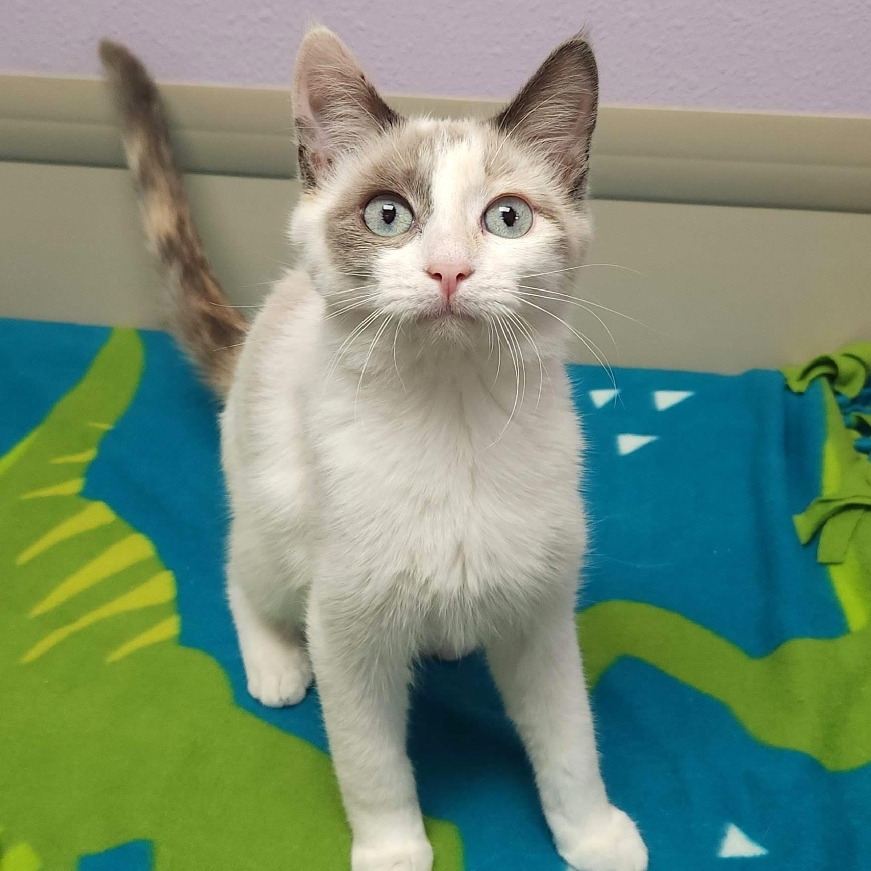 Guilder & Florin thumbnail 3