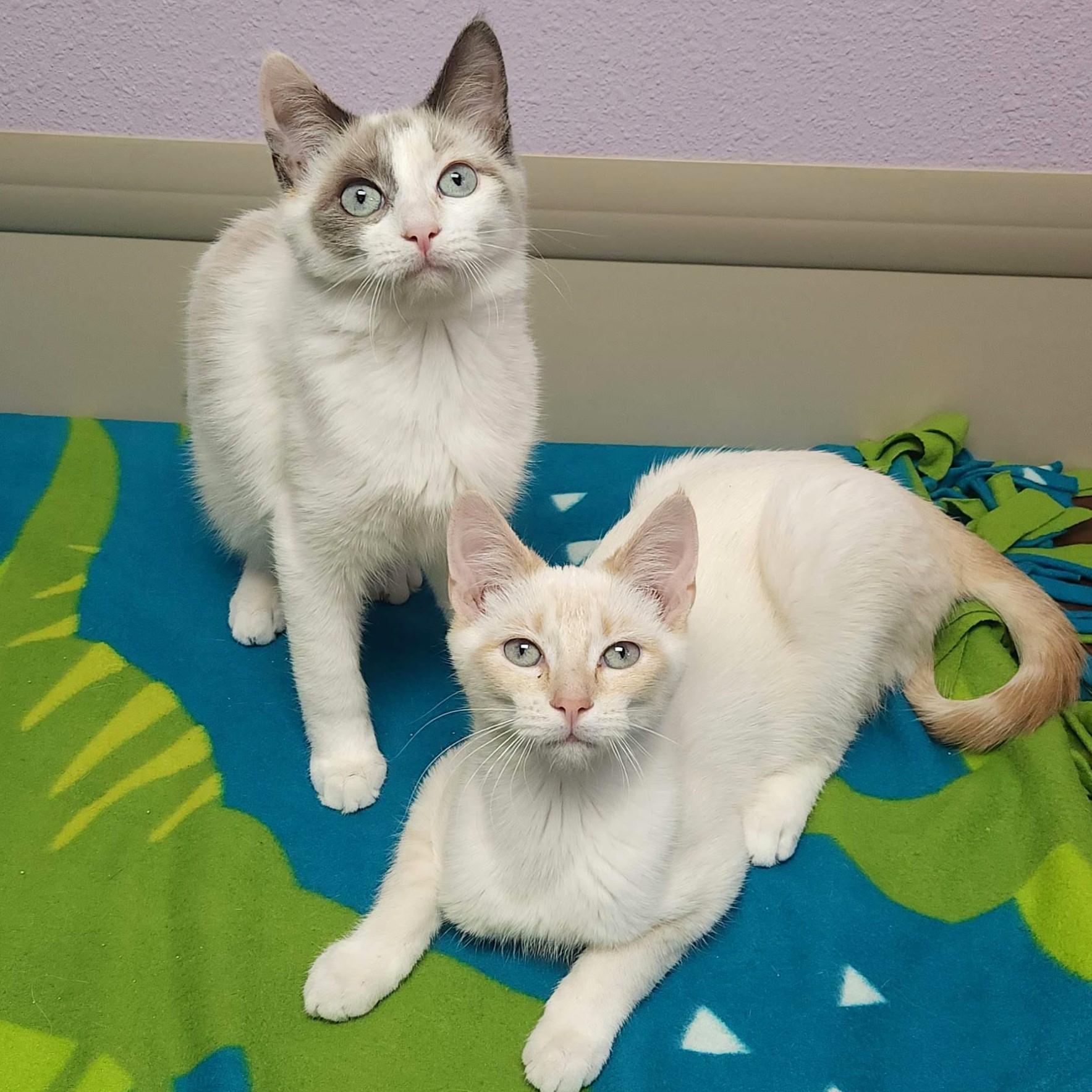 Guilder & Florin thumbnail 4