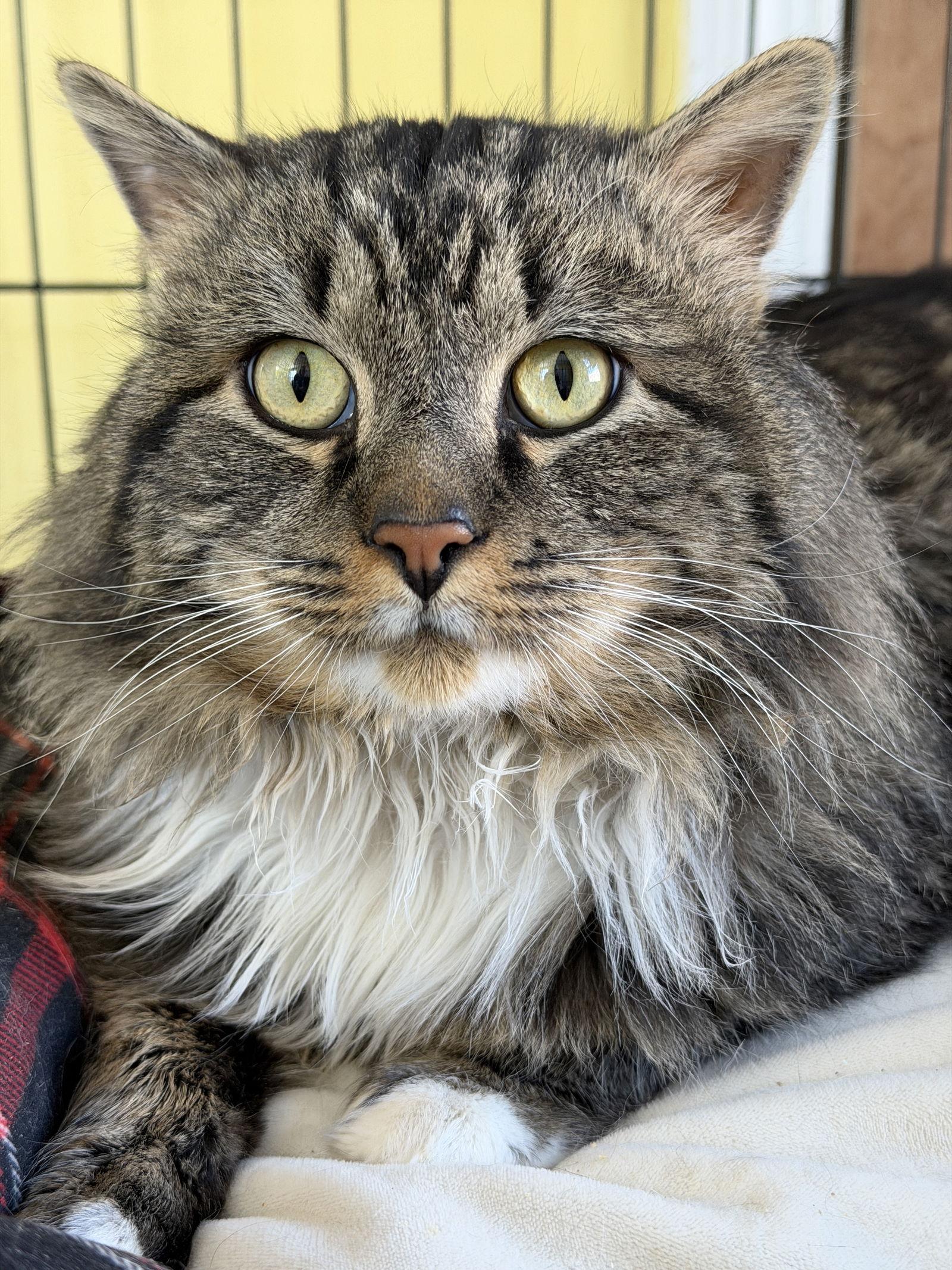 Traveler thumbnail 3