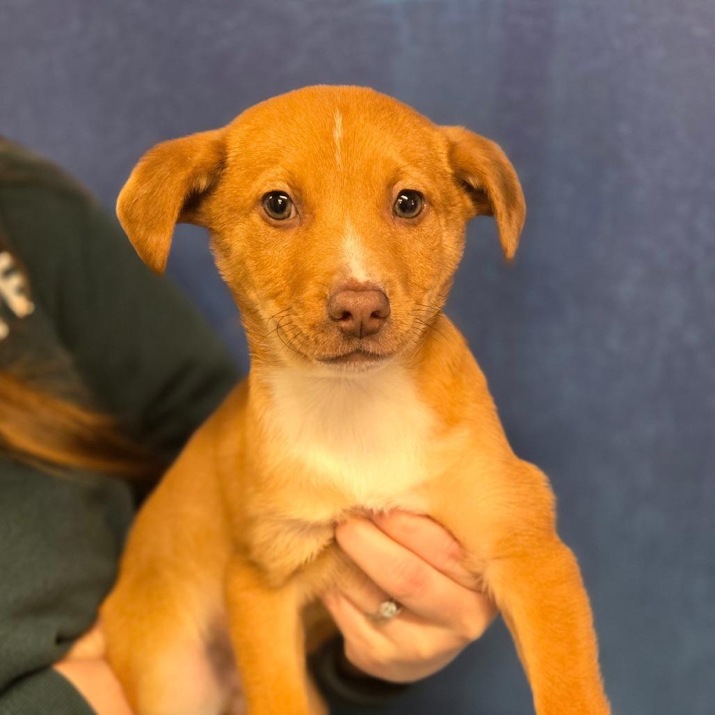 Ct Frog Avail Feb thumbnail 2