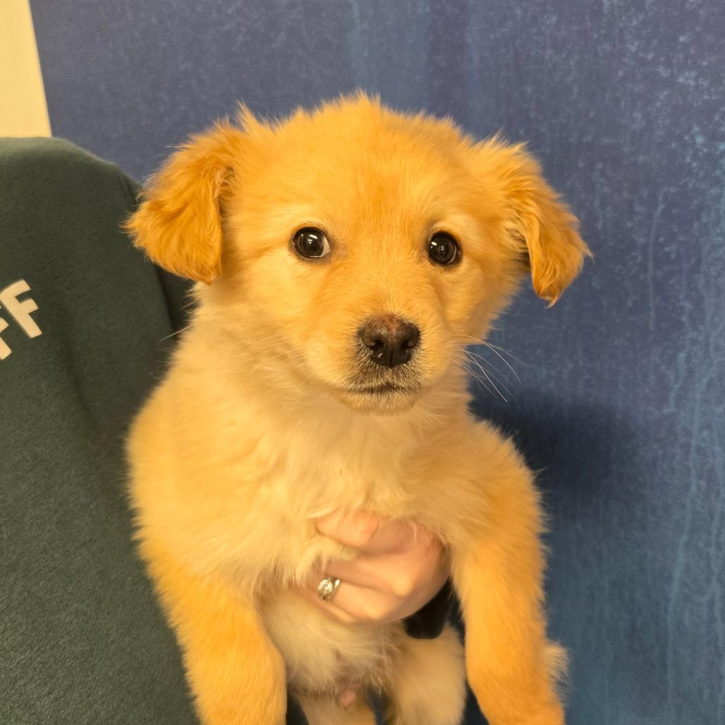 Ct Hopper Avail Feb thumbnail 3