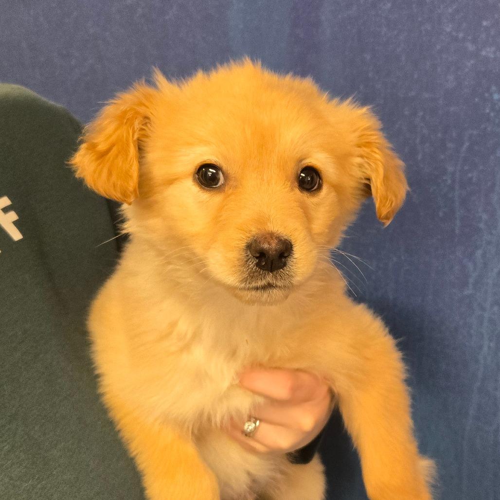 Ct Hopper Avail Feb thumbnail 4