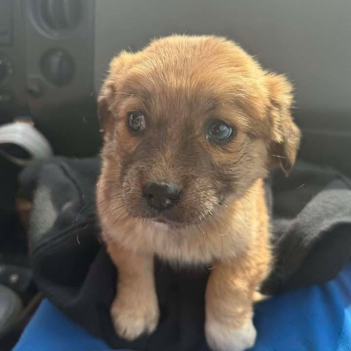 Ct Kermyt Avail Feb thumbnail 2