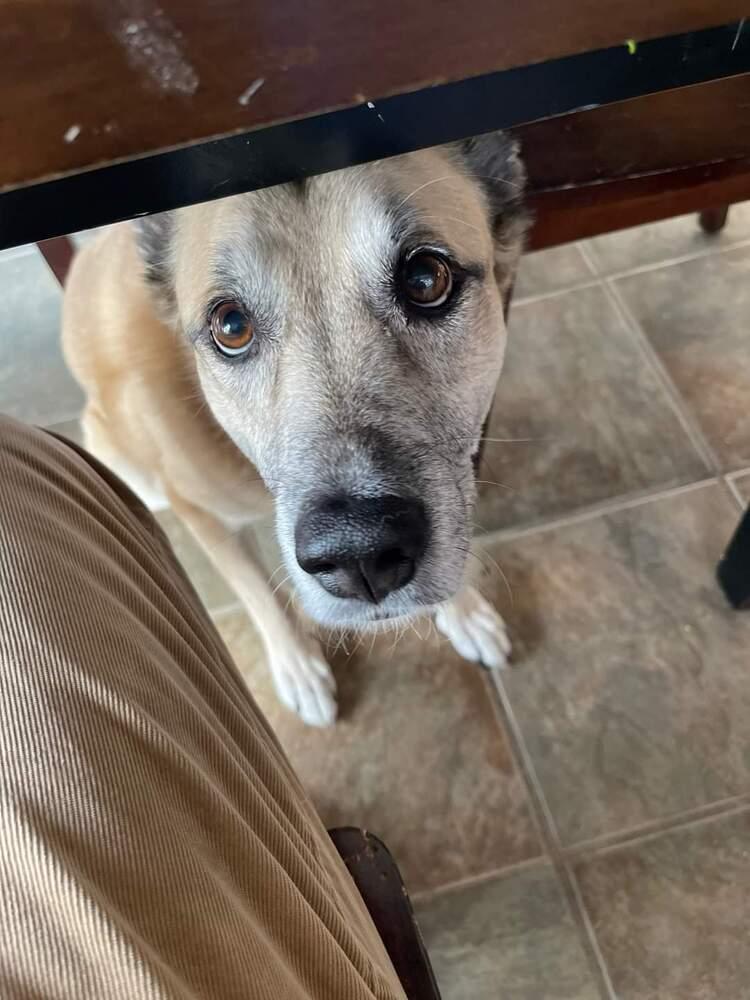 Sarge  Â Tennis thumbnail 3