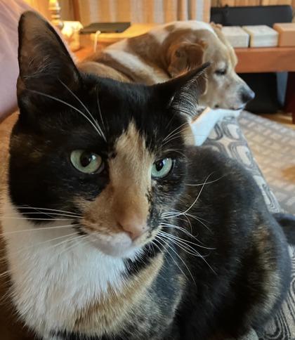 Monica Laguna Kailua