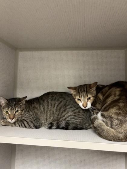 Mulliganjude  Bonded Pair