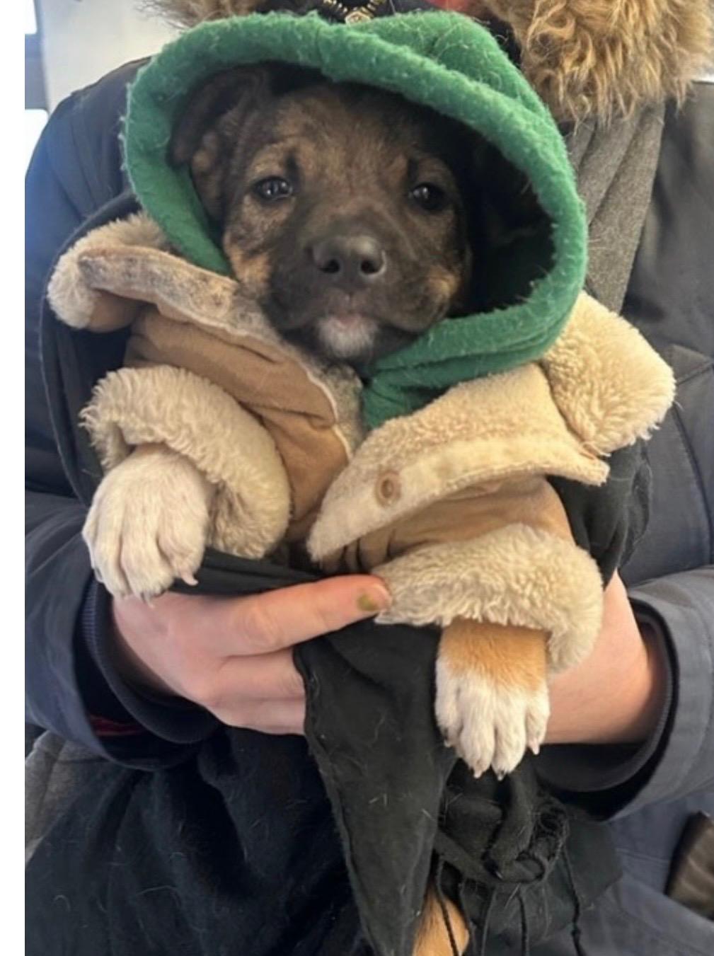 Rudy The Cutie thumbnail 3