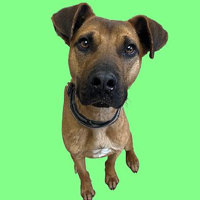 Tuscstray thumbnail 2