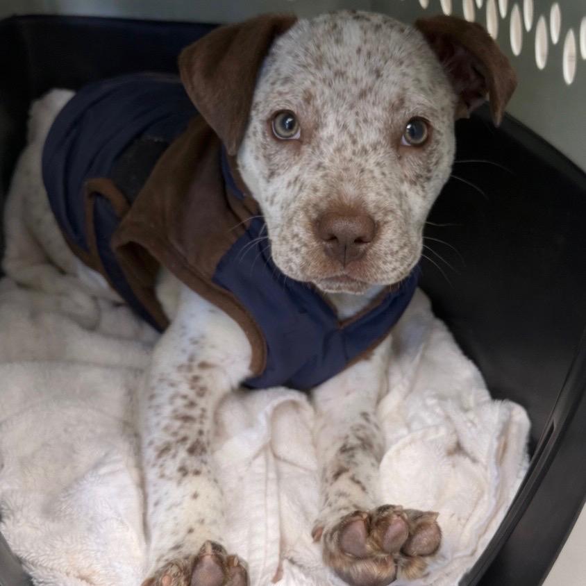 Tuscstray thumbnail 2