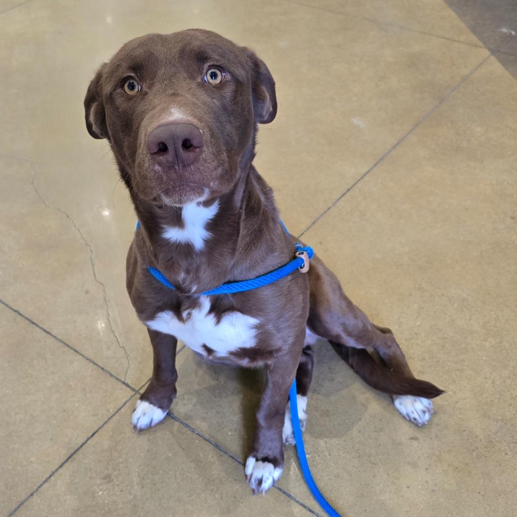 Bruno  T thumbnail 2