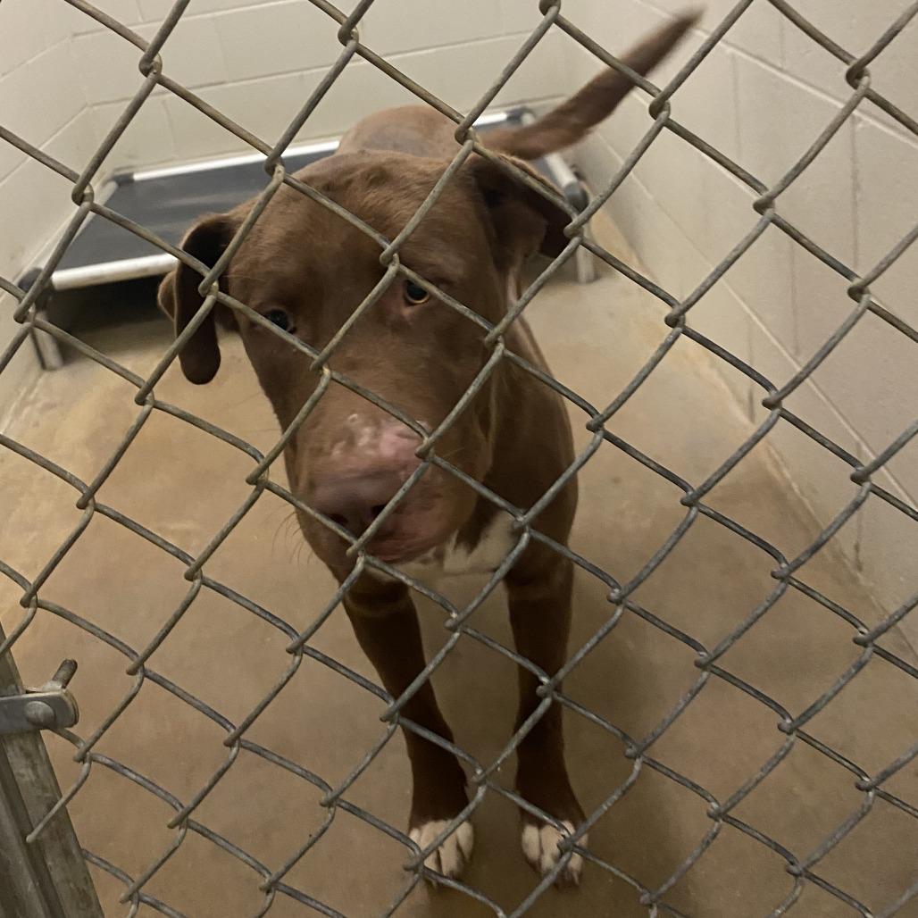 Bruno  T thumbnail 3