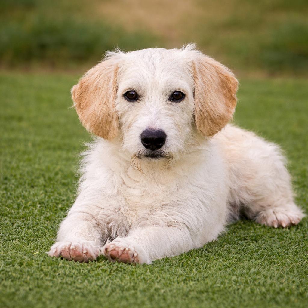 Harvey: The Playful  thumbnail 2