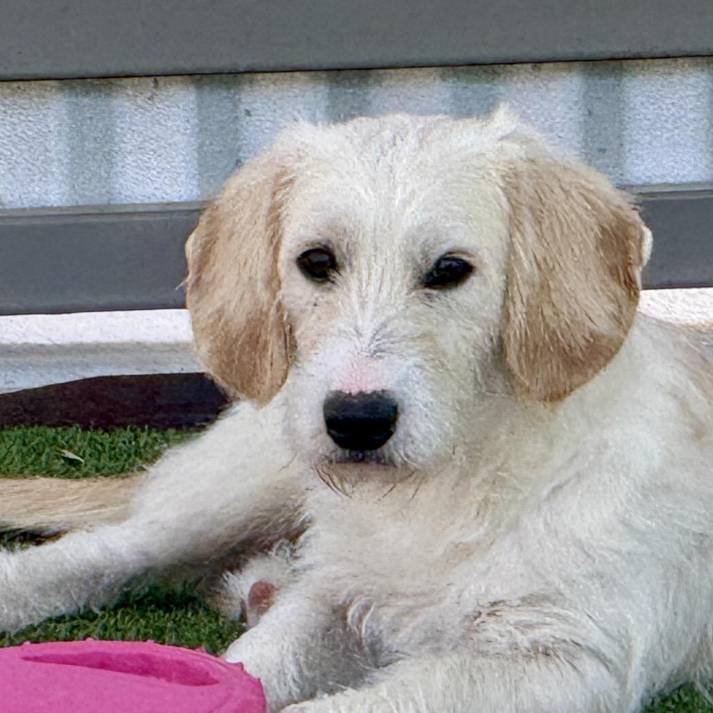 Harvey: The Playful  thumbnail 3