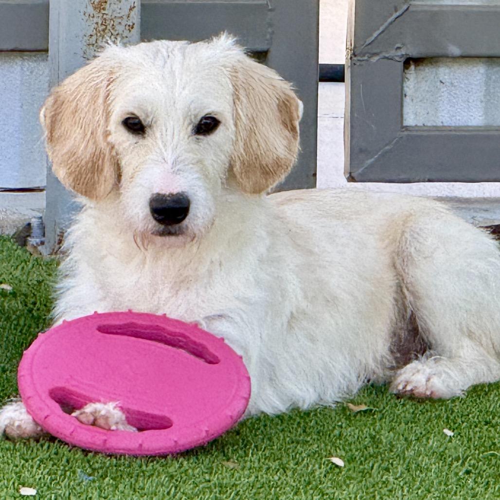 Harvey: The Playful  thumbnail 4