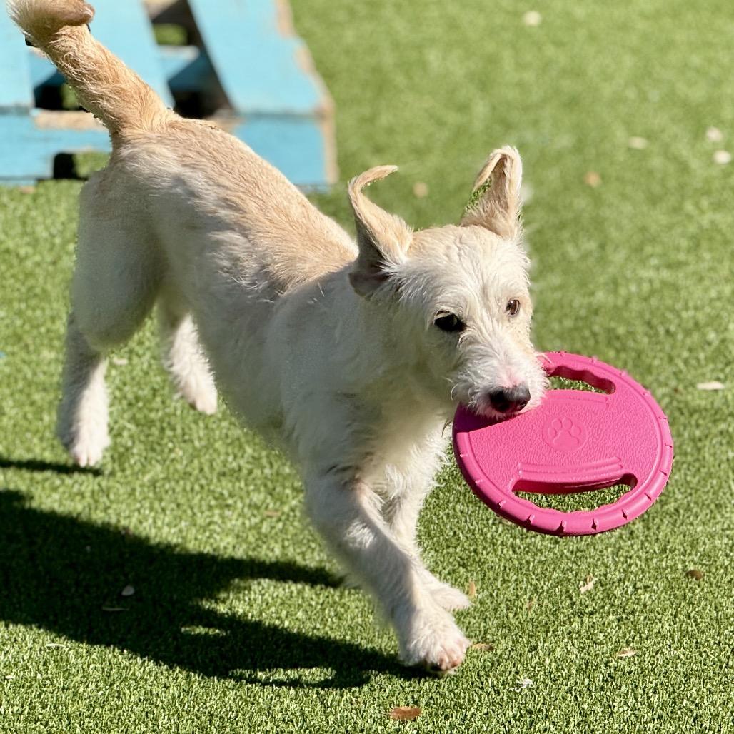 Harvey: The Playful  thumbnail 5