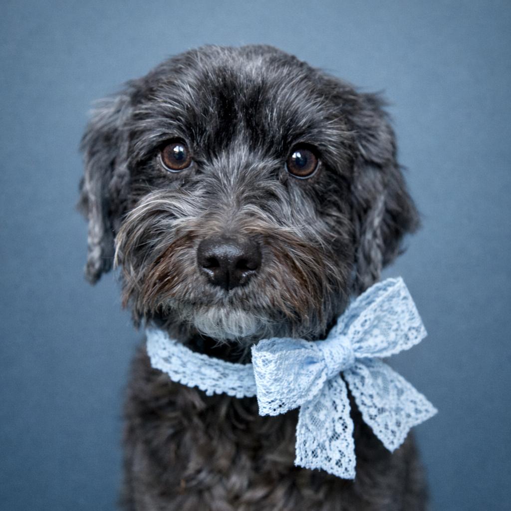 Eclaire  Sweetest Schnauzer