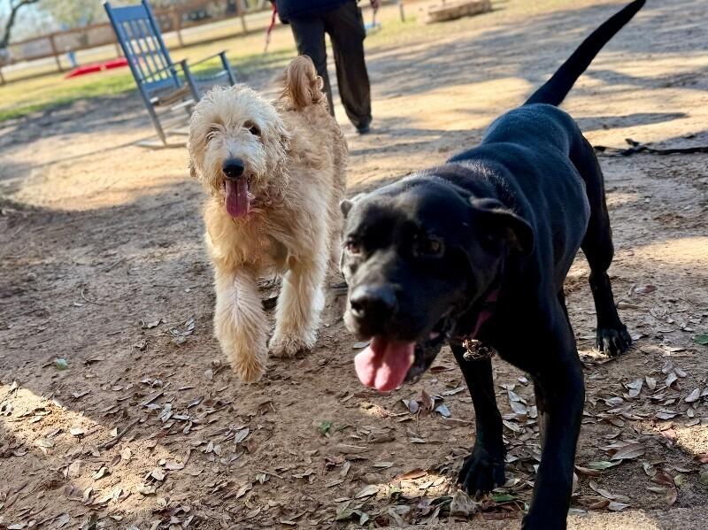 Elderberry Sunshine Girl thumbnail 3