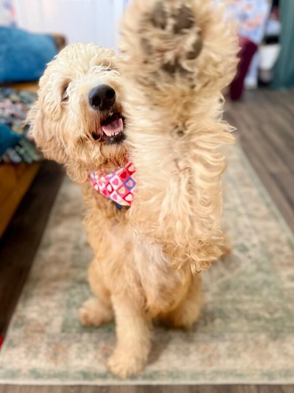 Elderberry Sunshine Girl thumbnail 5