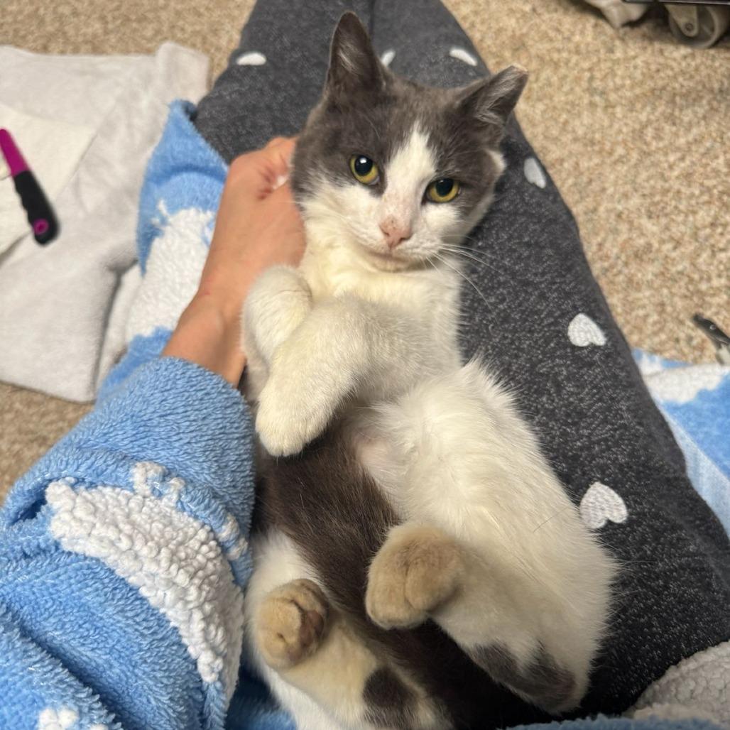 Moonie Mcnugget thumbnail 3