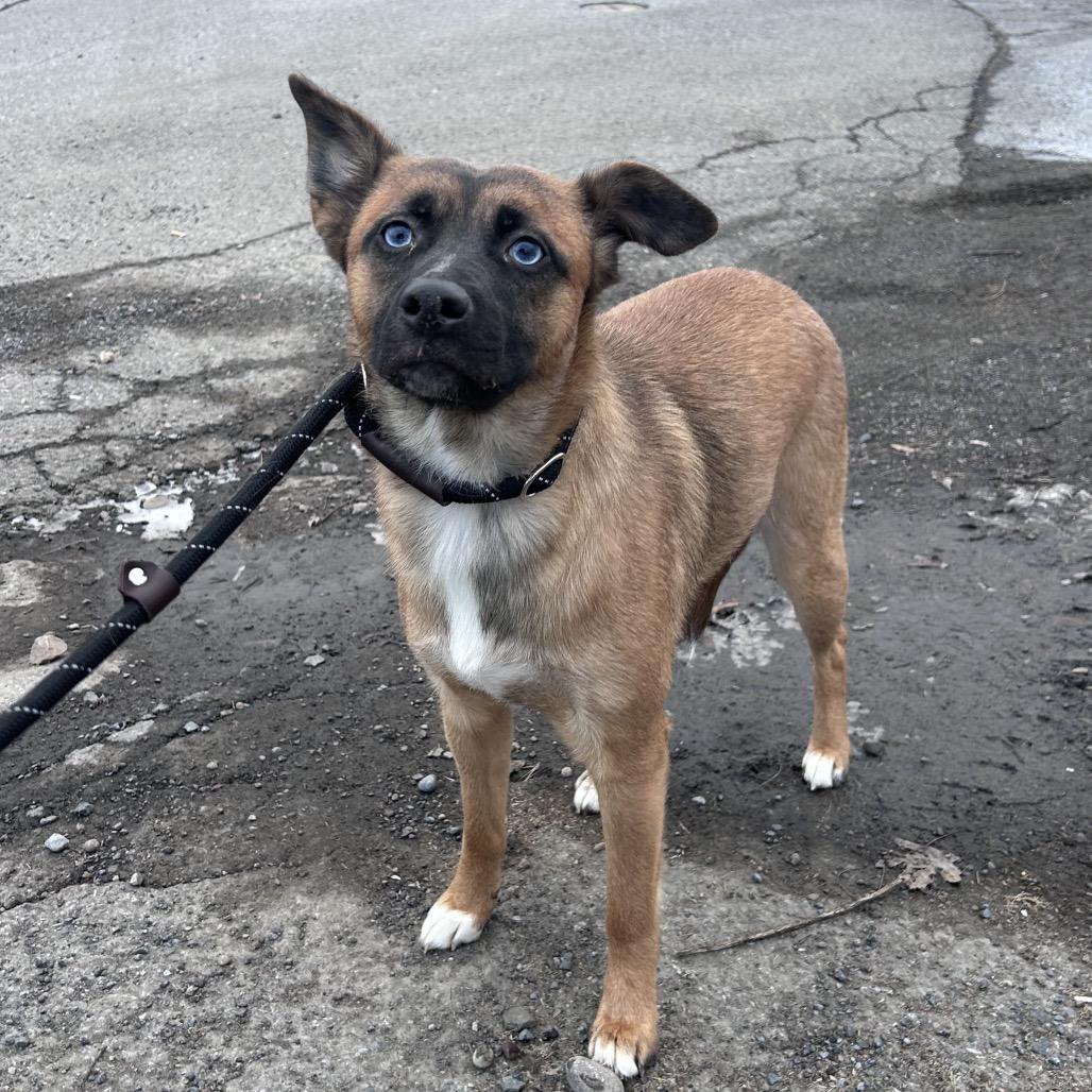 Calamari thumbnail 2